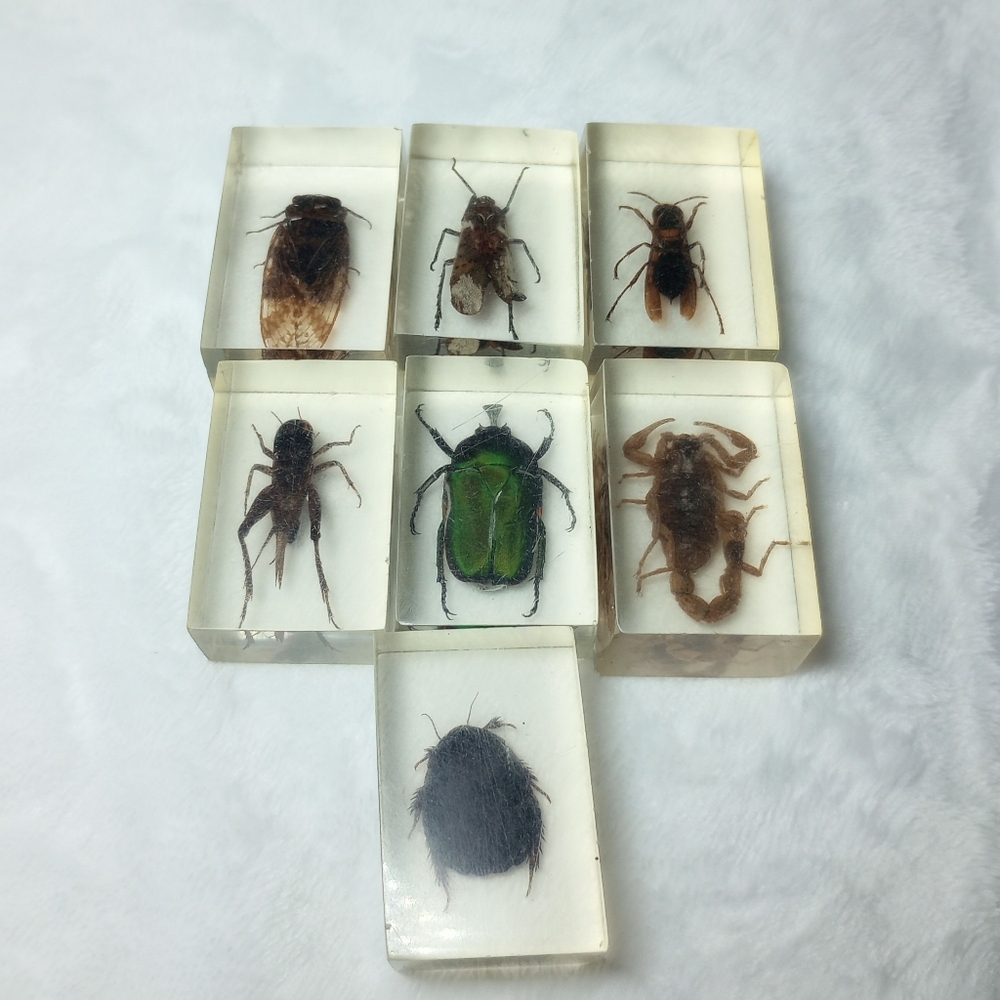 Insect Entomology Lucite Resin Preserved Paperweight Scorpion Beetle Grasshopper